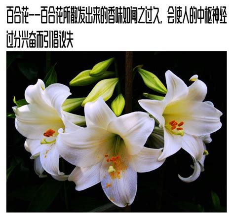 家裡不能放的花|為什麼房間不能放花？室內花卉永生花風水禁忌，一次。